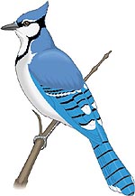[23] A era das aves