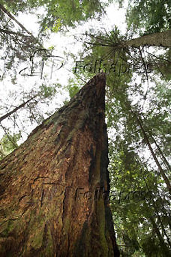 2010 ONU priorizará a biodiversidade