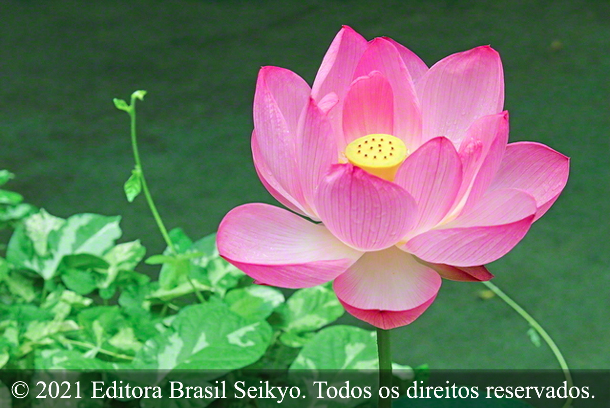 Faça florir a paz no coração dos seus amigos