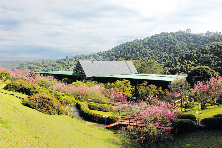 Cerejeiras florescem no Centro Cultural Campestre