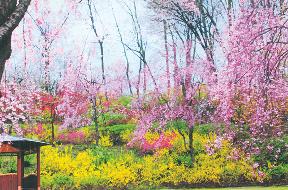 Flores de cerejeira, ameixeira, pessegueiro e damasqueiro