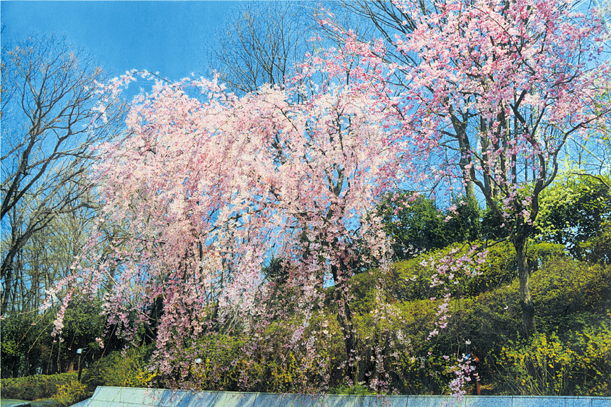 Chegou a primavera!