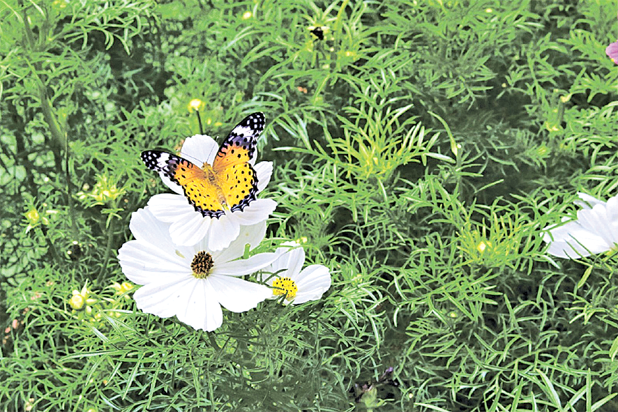 O cosmos e a borboleta